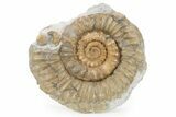 Jurassic Ammonite (Xipheroceras) Fossil - Dorset, England #279565-1